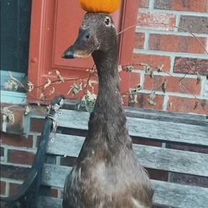 Meet your Posher, Cein